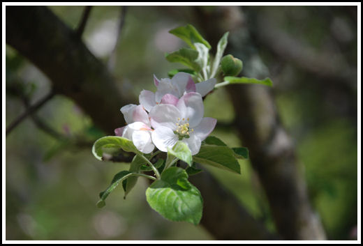 New England Apple Blossom Time, Carlisle, Massachusetts