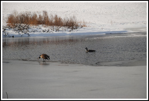Winter Ducks, Concord River, Massachusetts