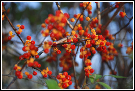 Winter Berries, Carlisle, Massachusetts