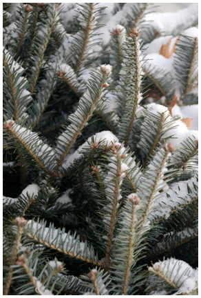 Christmas Tree with Snow, Massachusetts